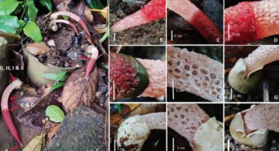 Rare Fungus Rediscovered in SL After 104 Years